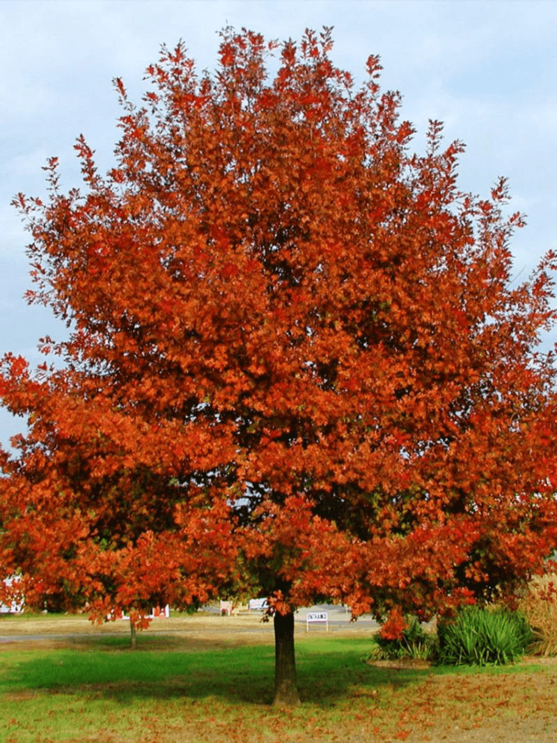 Meet The Texas Native Called Shumard Oak