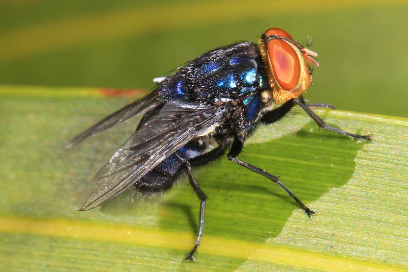 Meet The Tiny Pest Behind The Trouble