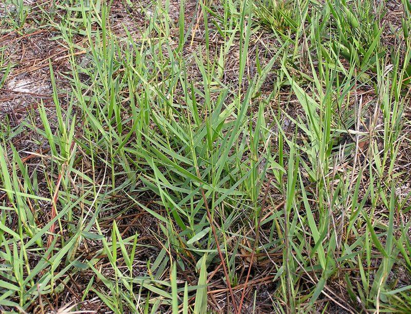 Meet Torpedograss, One Of Florida's Most Invasive Grasses