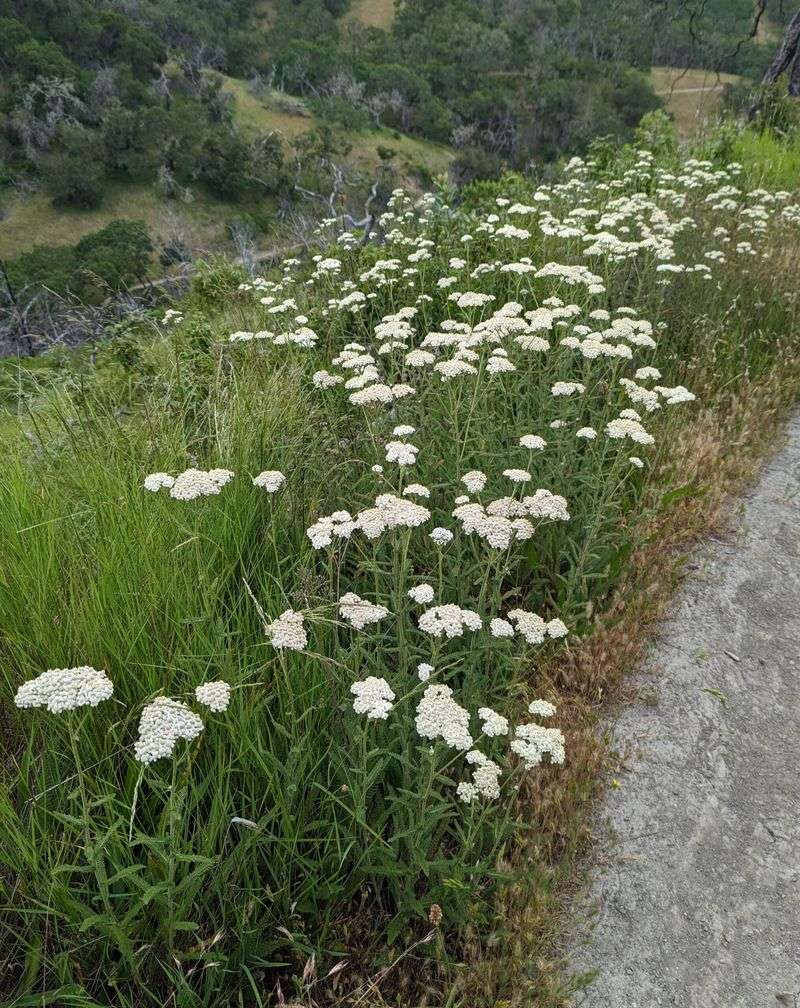 Meet Yarrow, The Quiet Competitor Meet Yarrow, The Quiet Competitor