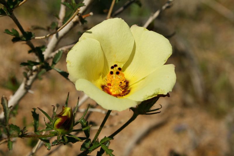 Meet the desert rosemallow Meet the desert rosemallow