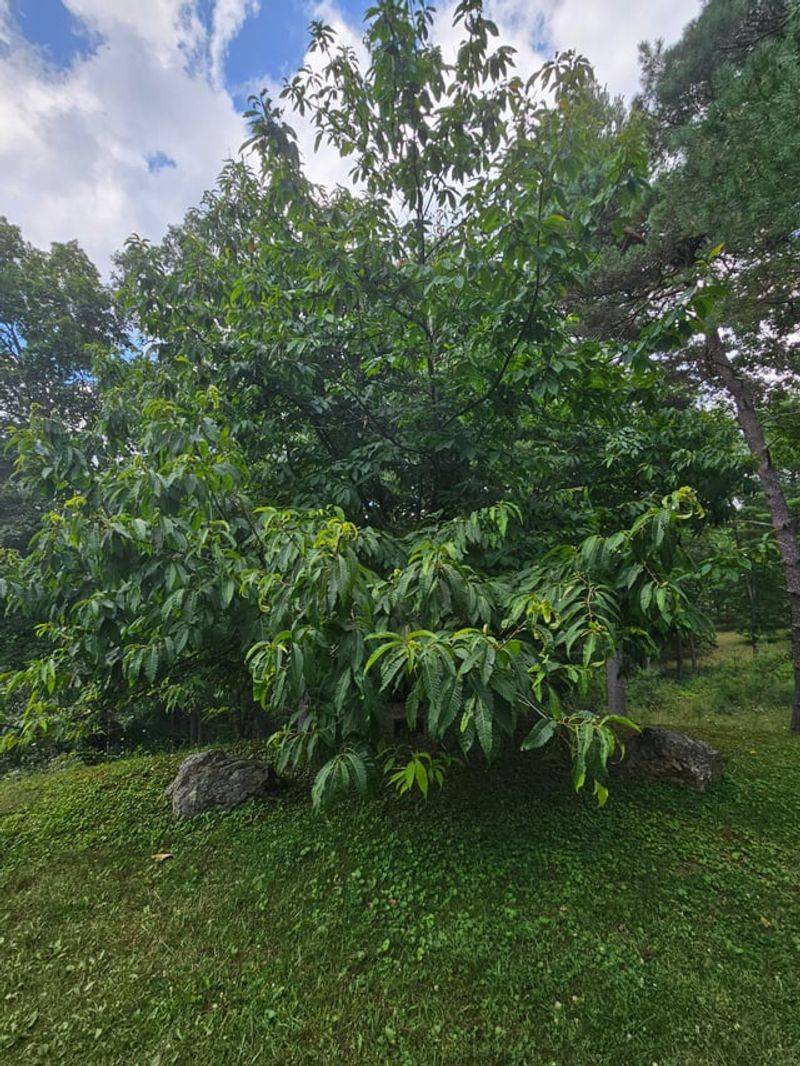 Memorial Trees Planted To Honor A Person Or Event