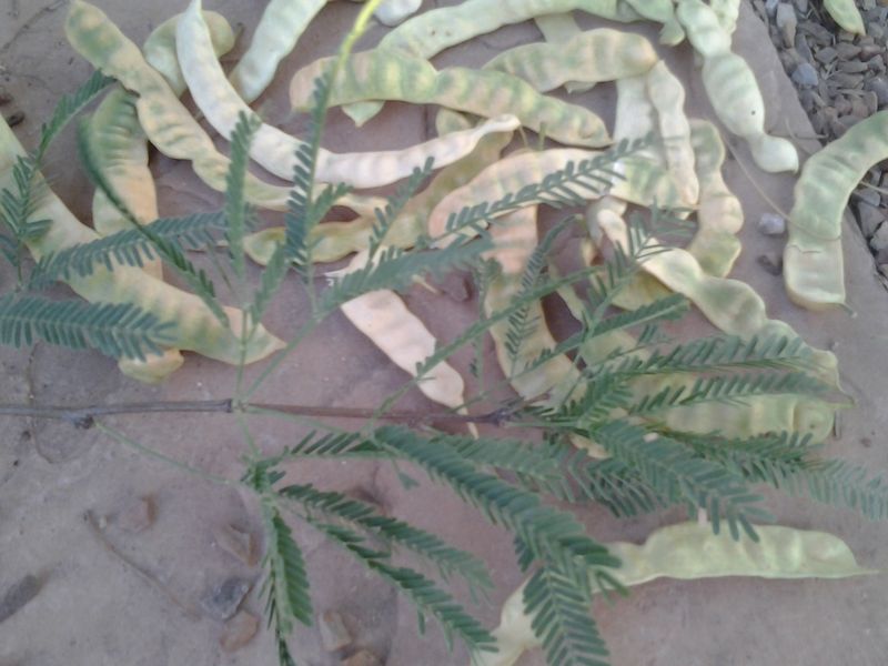 Mesquite and Palo Verde Seed Pods