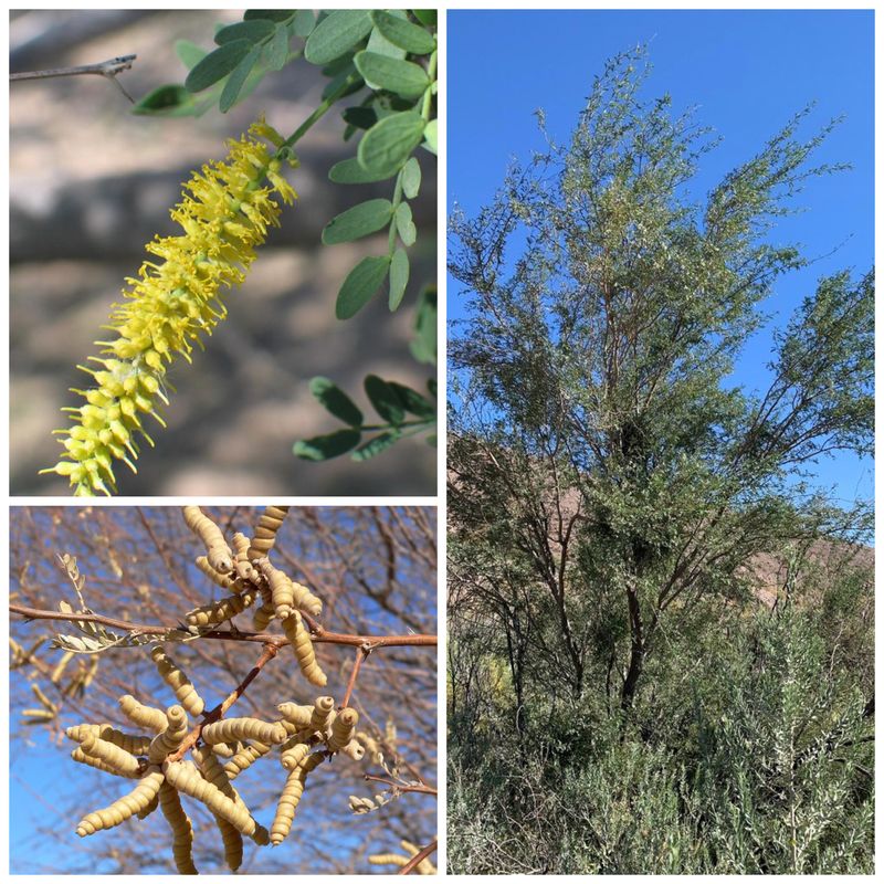 Mesquite offers a clue, not an identification Mesquite offers a clue, not an identification