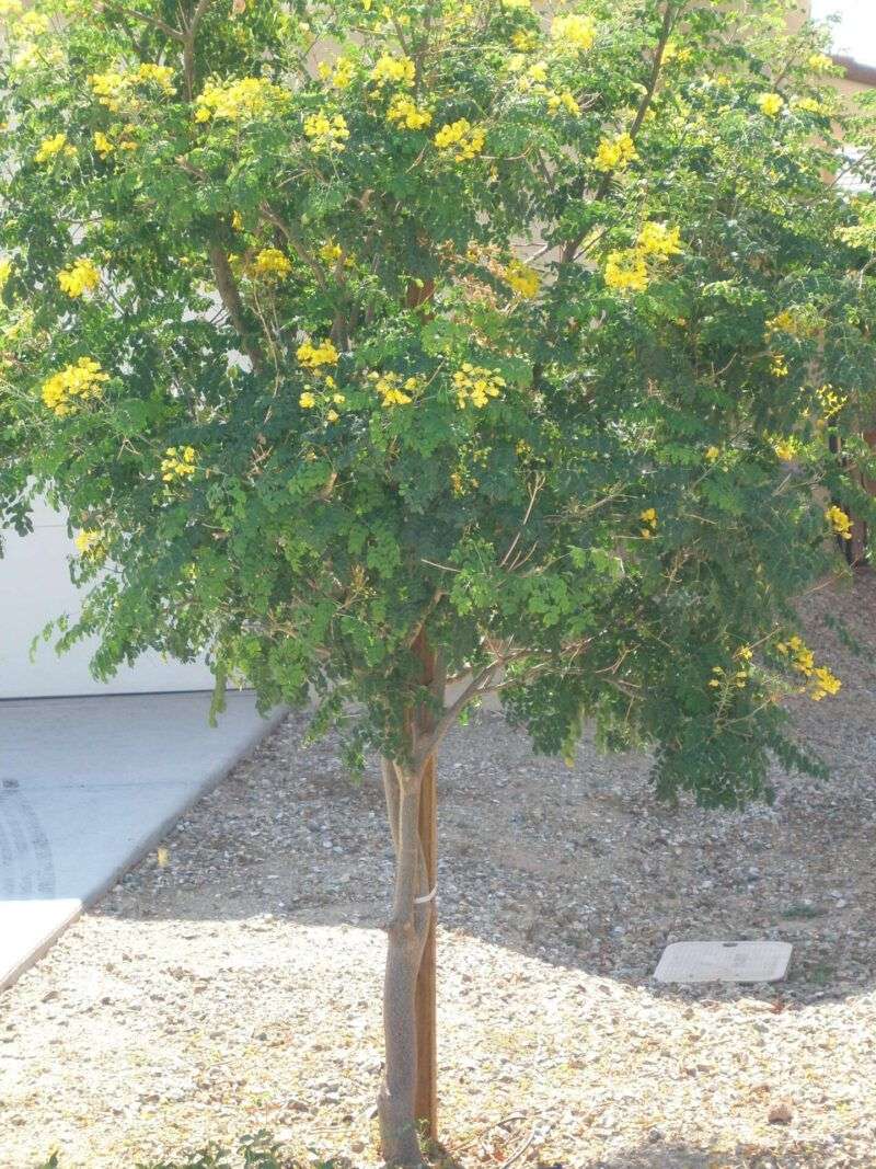 Mexican Bird of Paradise Mexican Bird of Paradise