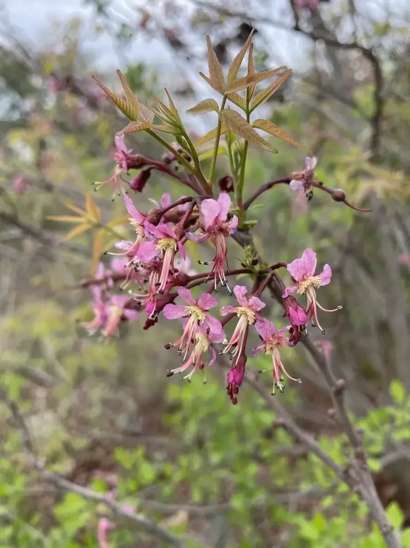 Mexican Buckeye