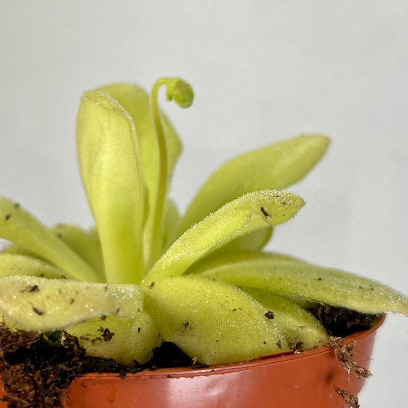 Mexican Butterwort