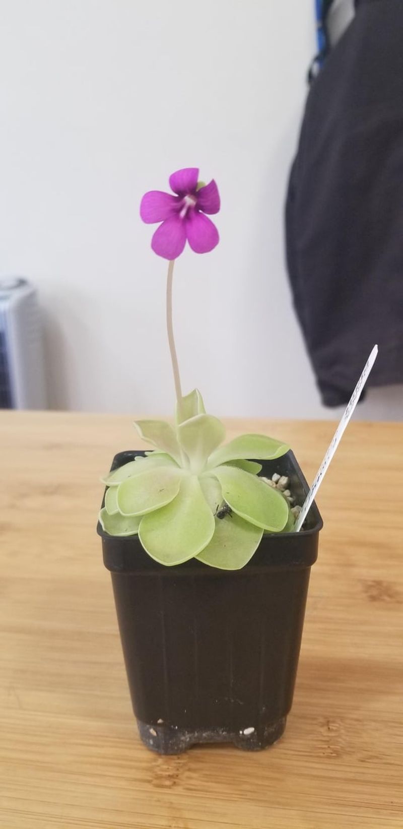 Mexican Butterwort Fools Its Visitors Mexican Butterwort Fools Its Visitors
