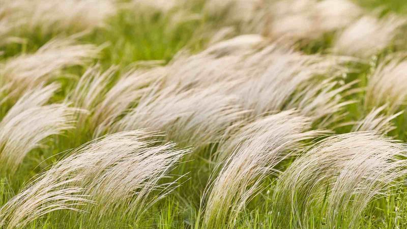 Mexican Feather Grass