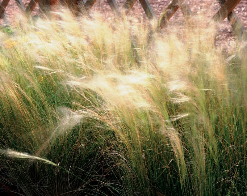 Mexican Feathergrass Self Sows Widely