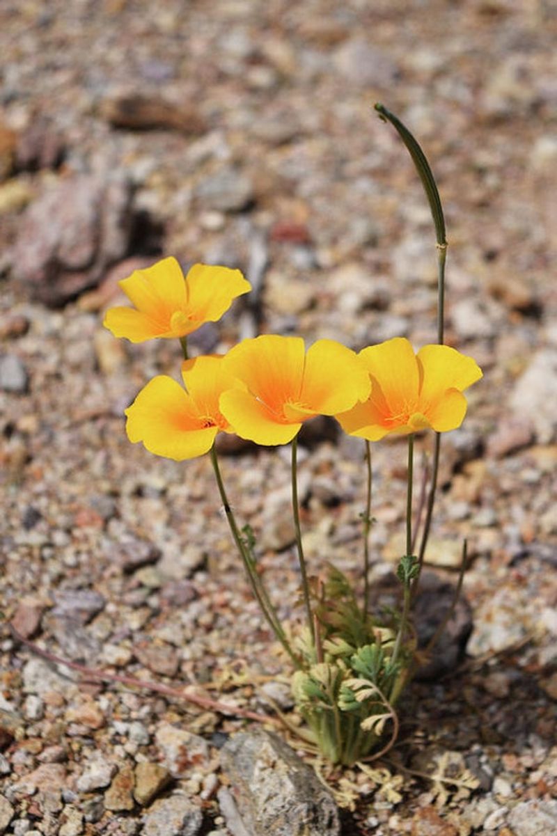 Mexican Gold Poppy Mexican Gold Poppy