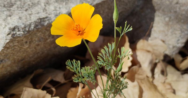 Mexican Gold Poppy Mexican Gold Poppy