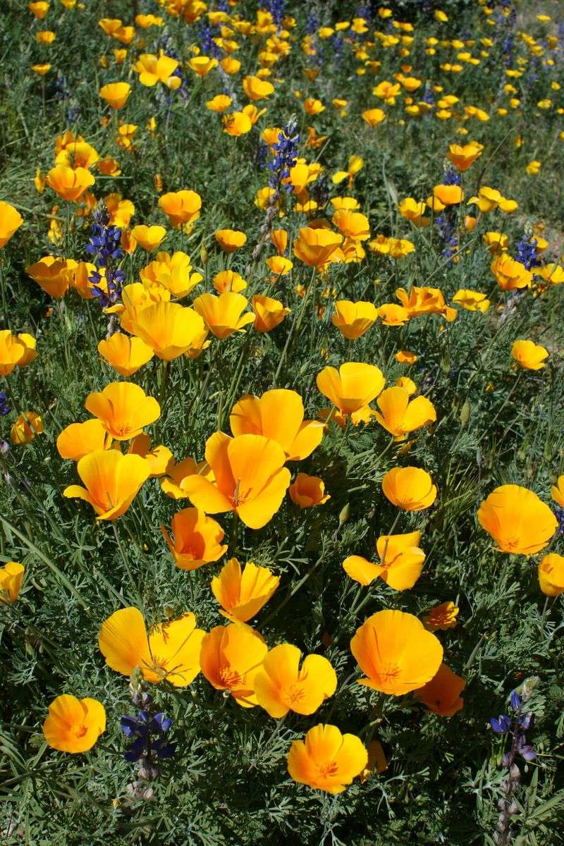 Mexican Gold Poppy