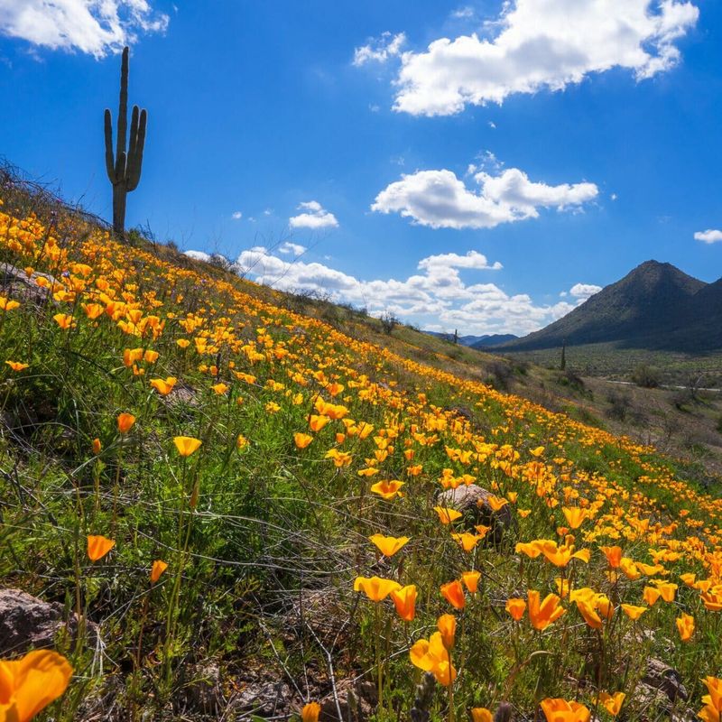 Mexican Gold Poppy Mexican Gold Poppy