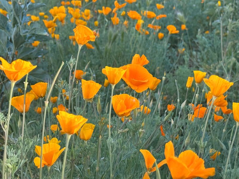 Mexican Gold Poppy