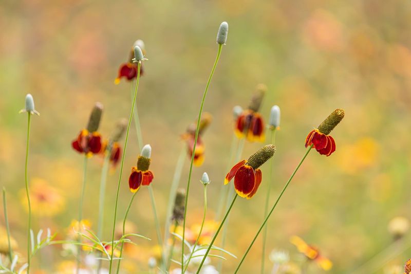 Mexican Hat Tips Its Sombrero All Summer
