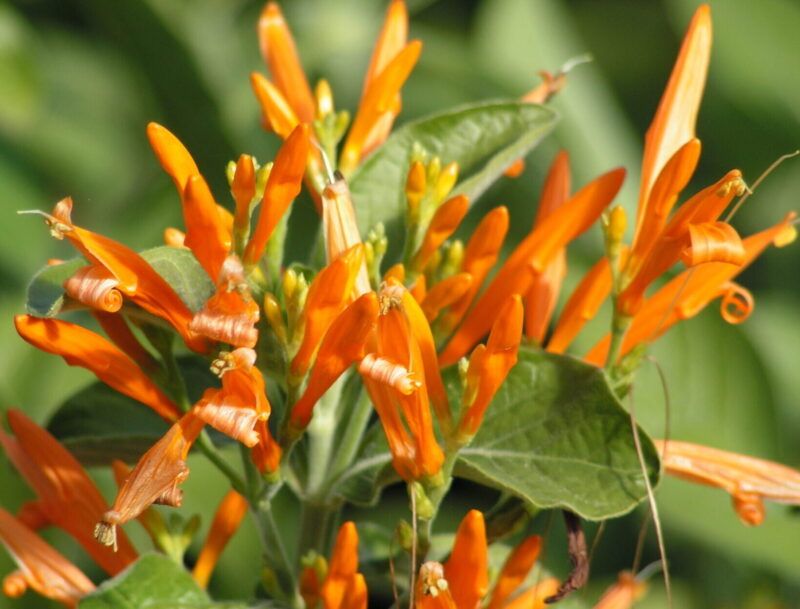 Mexican Honeysuckle (Justicia spicigera)