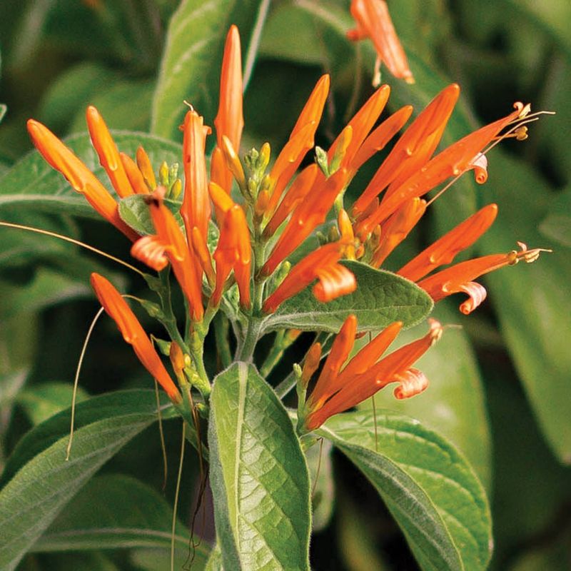 Mexican Honeysuckle