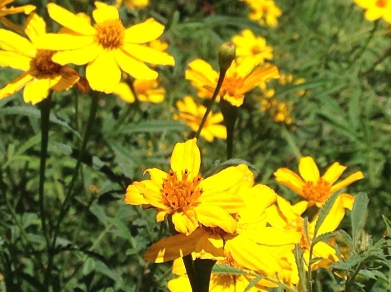 Mexican Marigold Mexican Marigold