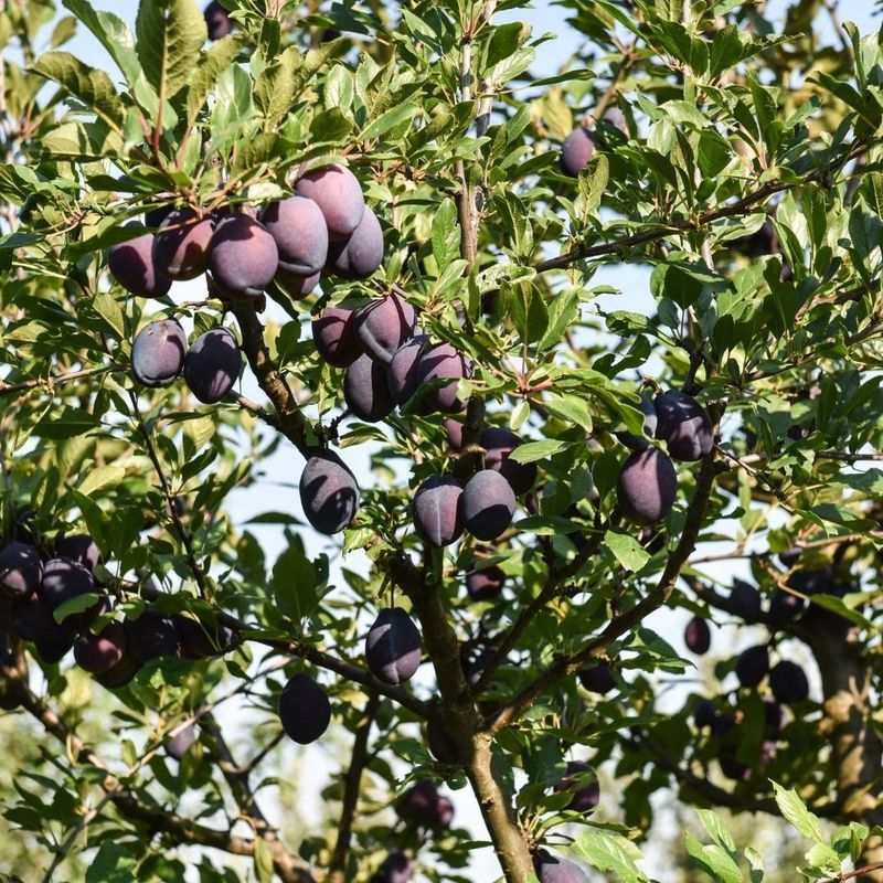 Mexican Plum Mexican Plum