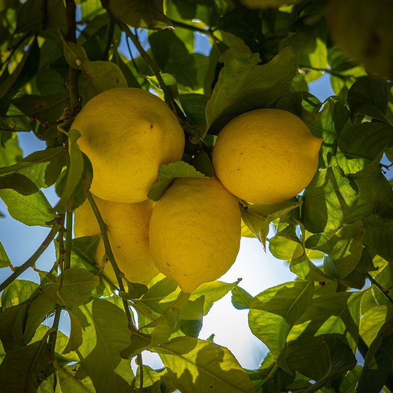 Meyer Lemon Trees Settling In Indoors