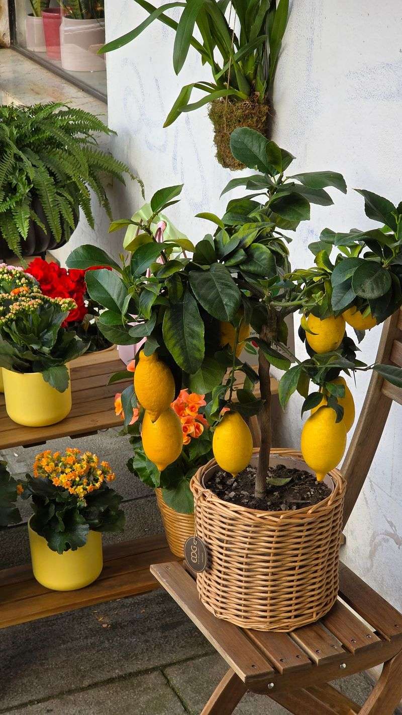 Meyer Lemons Bear Fruit Indoors
