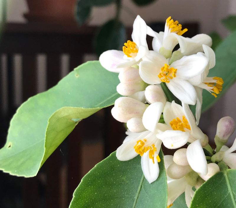 Meyer Lemons Bloom In Fall And Again In Early Spring Meyer Lemons Bloom In Fall And Again In Early Spring