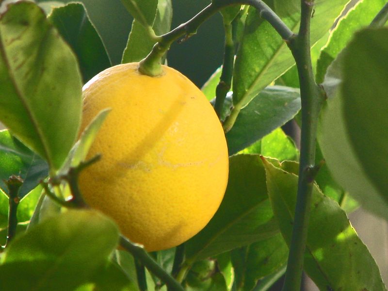 Meyer lemons may call for a different flavor target Meyer lemons may call for a different flavor target