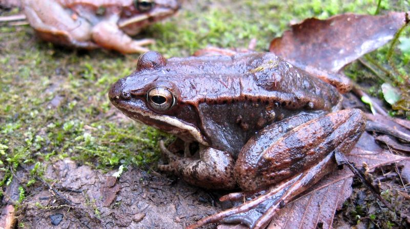Miami University Scientists Have Studied Them For Decades