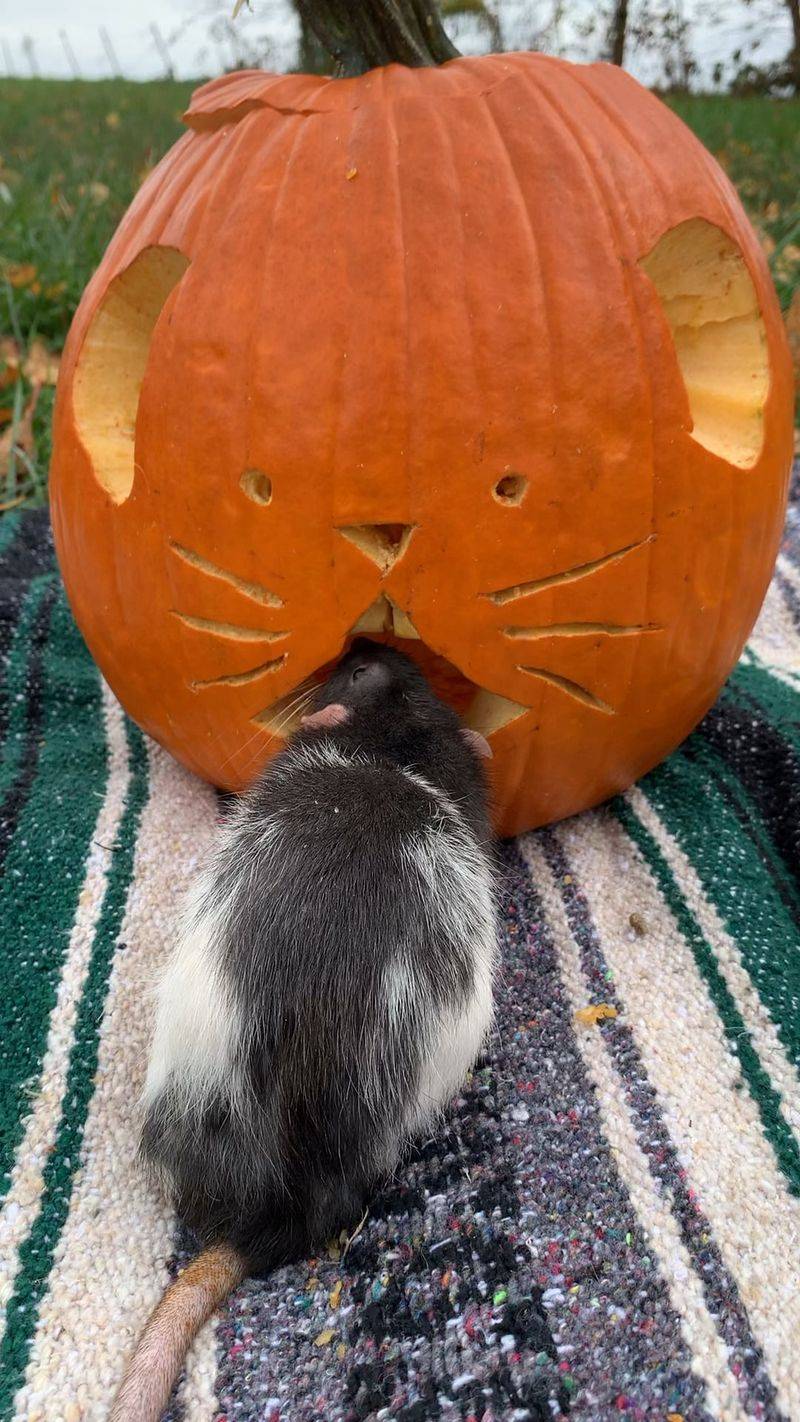 Mice And Rats Raid Pumpkins Near The House Mice And Rats Raid Pumpkins Near The House