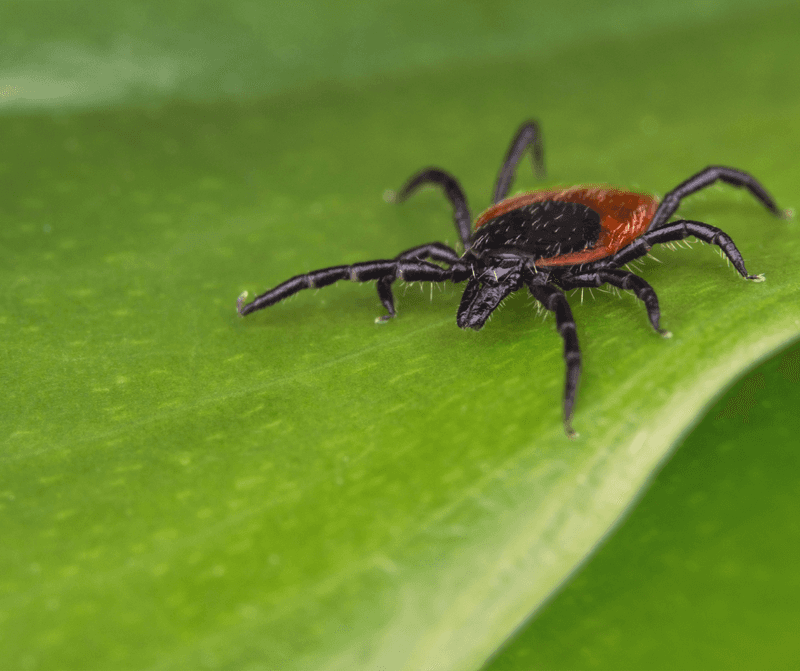 Mice Booms Can Lead To More Ticks Later Mice Booms Can Lead To More Ticks Later