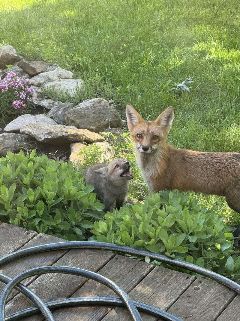 Mice, Rabbits And Groundhogs Are All On The Menu Mice, Rabbits And Groundhogs Are All On The Menu