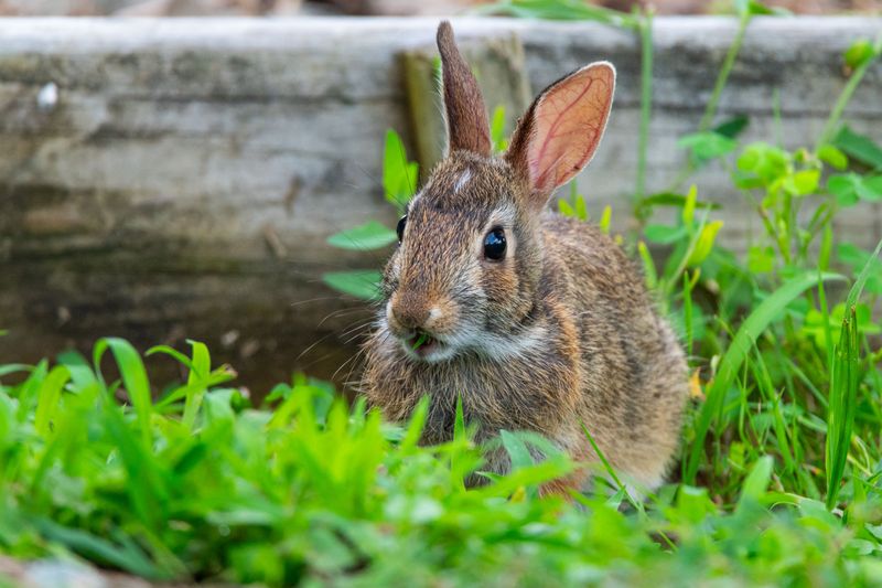 Mice, Voles, And Rabbits