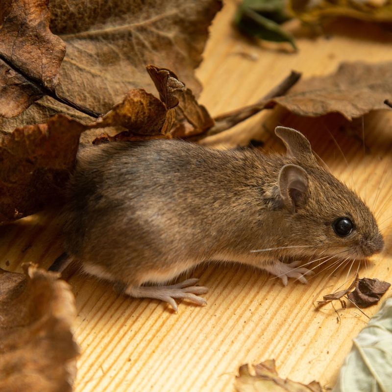 Mice and Voles Seeking Shelter Near Garden Sheds