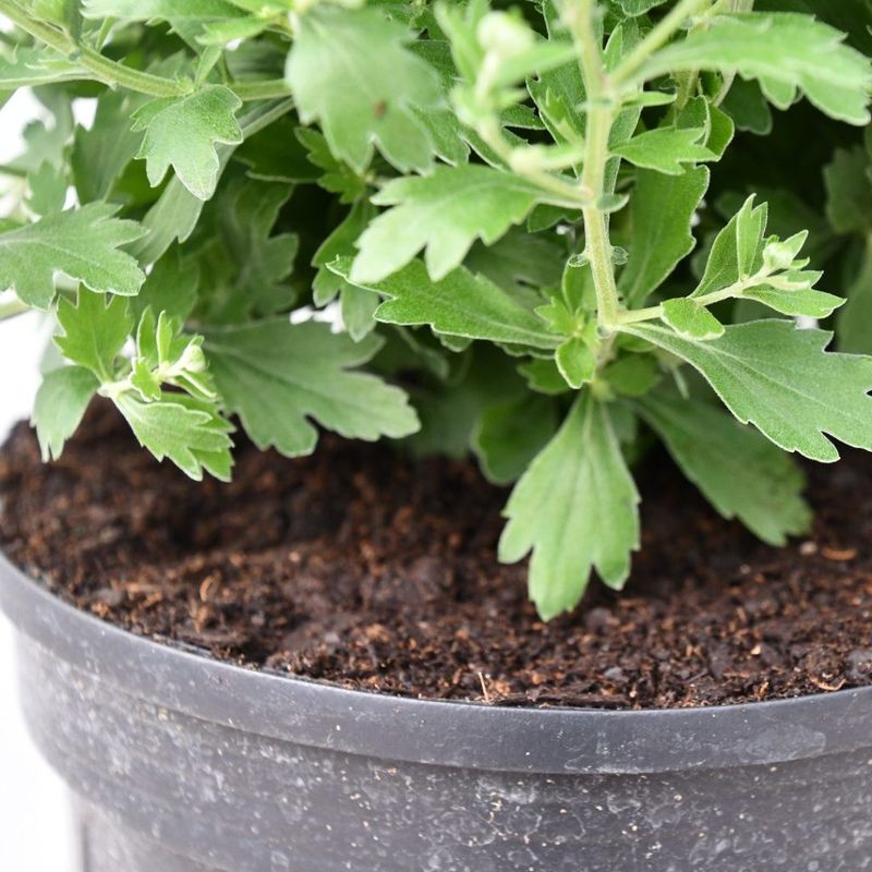Michigan Mum Leaves Can Tell You The Real Story
