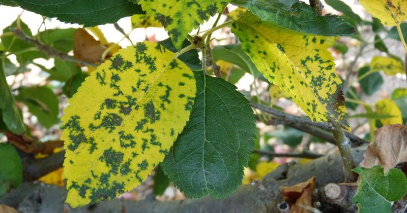 Michigan Spring Rains That Launch The First Infection