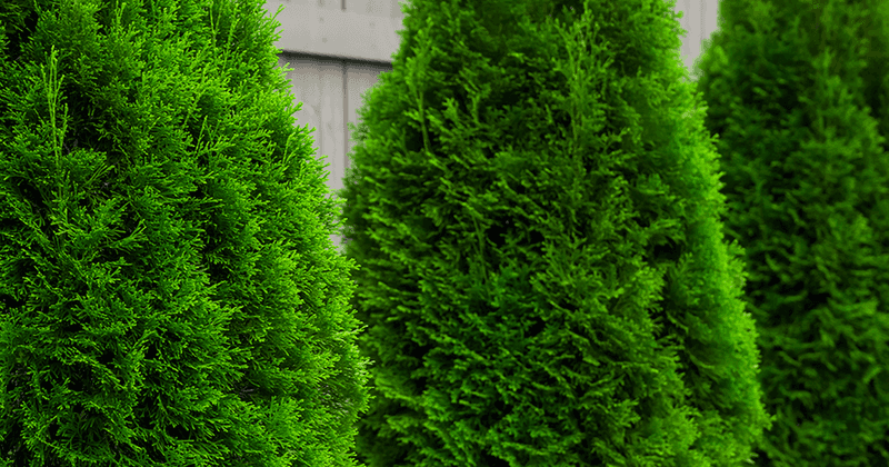 Mid-October Is The Cutoff For Planting Evergreens