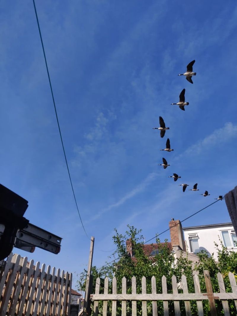 Migrating Flocks Usually Fly Much Higher Migrating Flocks Usually Fly Much Higher
