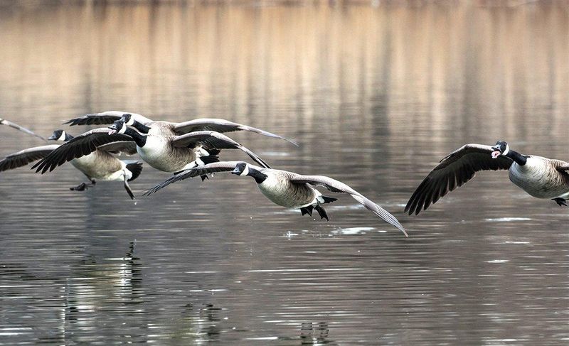 Migrating Geese Start Arriving In Early Fall Migrating Geese Start Arriving In Early Fall