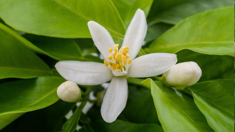 Mild California Climates Keep Them Blooming Mild California Climates Keep Them Blooming