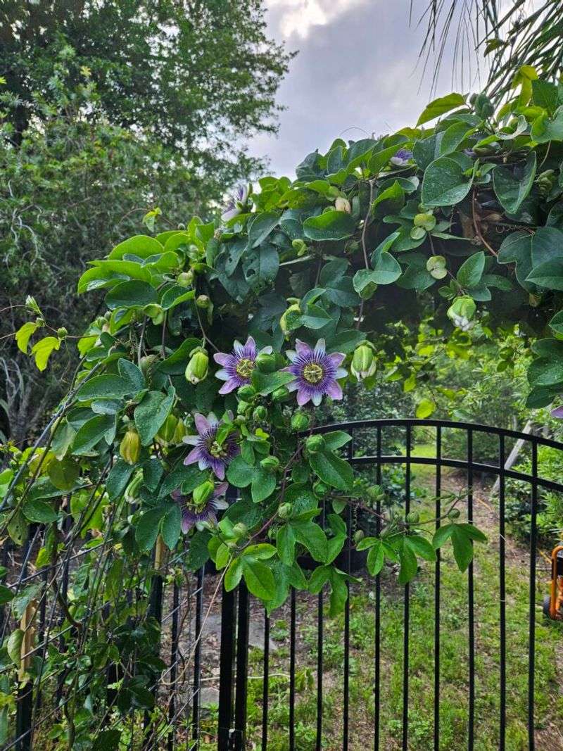 Mild Climates Keep It Evergreen