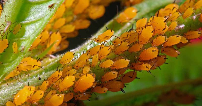 Mild Fall Weather Suits Aphid Reproduction