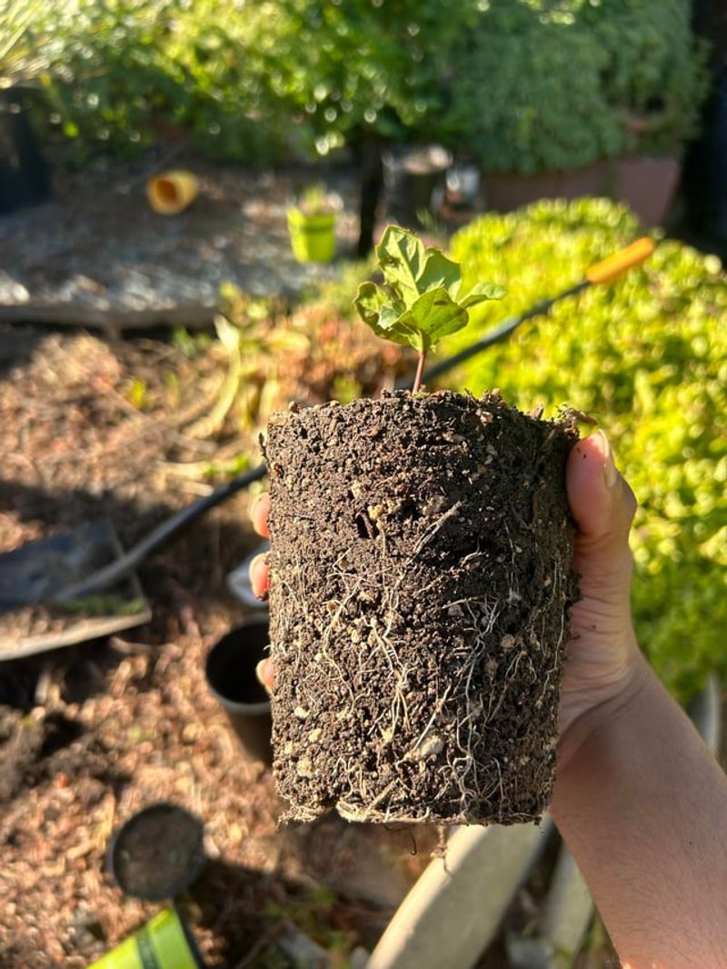 Mild Fall Weather That Favors Root Growth Over Leafy Growth