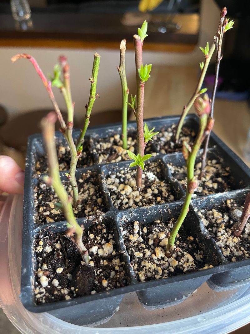 Mild Winters Allow Rooting Outdoors