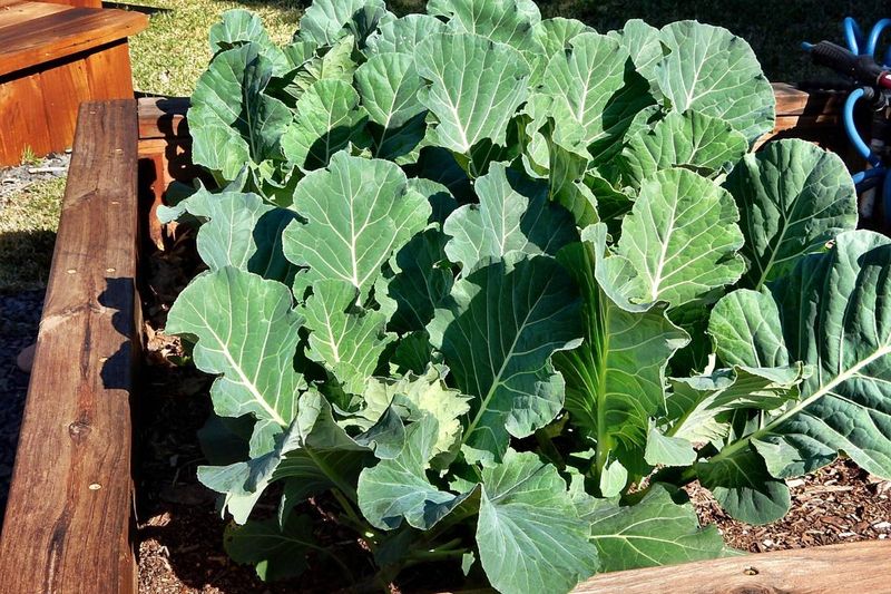 Mild Winters Give Vegetable Gardens More Than One Growing Season Mild Winters Give Vegetable Gardens More Than One Growing Season