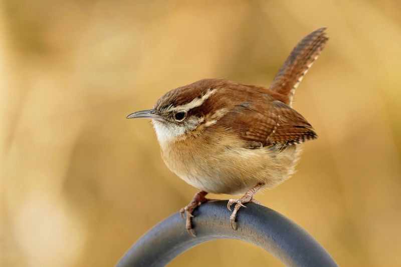 Mild Winters Have Helped Their Numbers