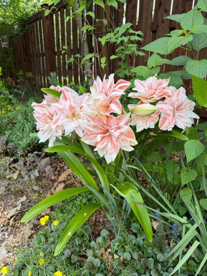 Milder Parts Of The State Allow Outdoor Planting As Well