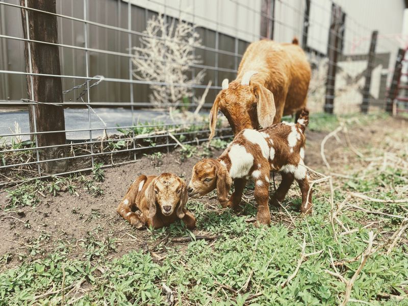 Milk And Meat From Goats Or Rabbits