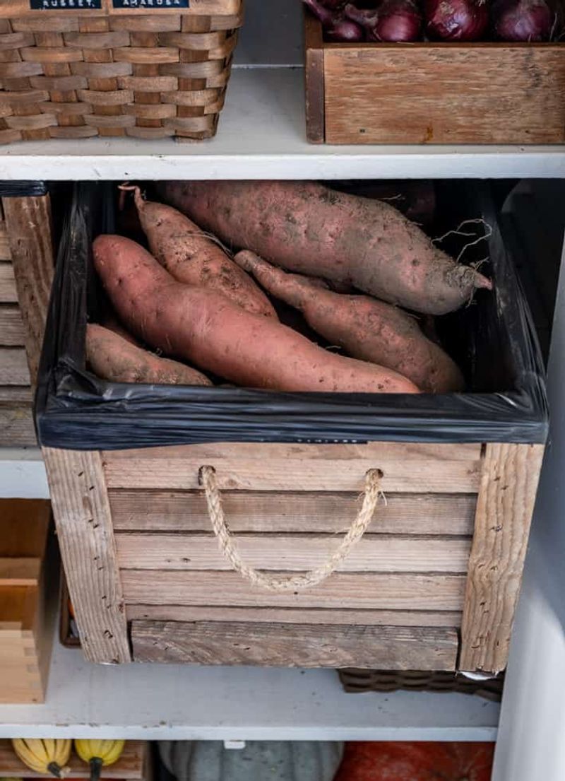 Milk Crates And Damp Towels Work Great For Small Sweet Potato Harvests