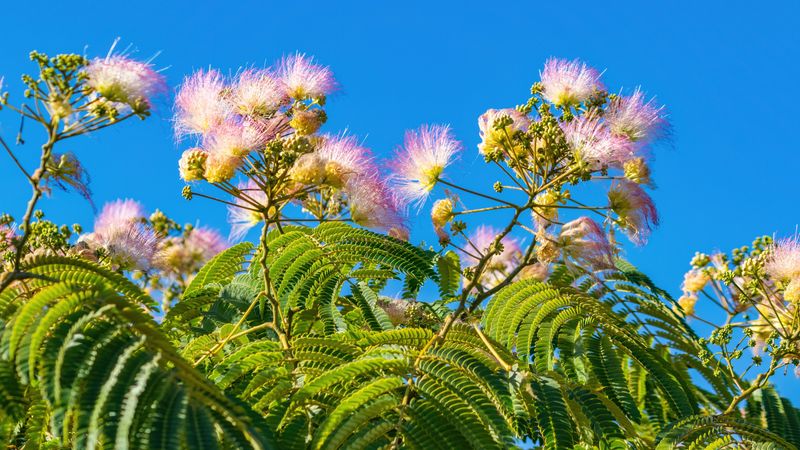 Mimosa Charms You, Then Leaves A Mess Mimosa Charms You, Then Leaves A Mess